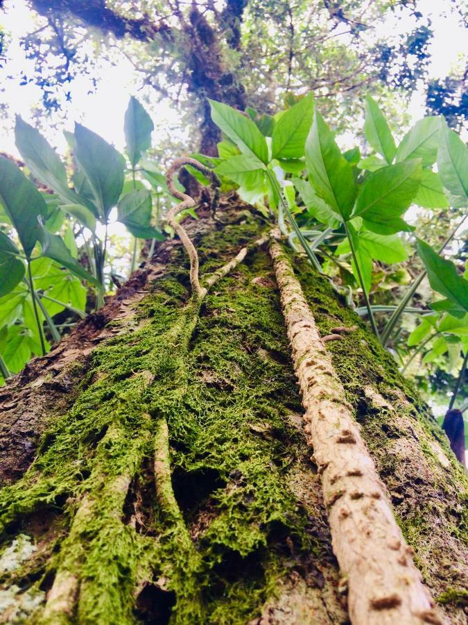 Flor De Gaia Guaruja